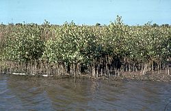 Hoạt động: "Triển khai các mô hình phục hồi ,quản lý rừng ngập mặn và thảm cỏ biển ở khu vực đầm Thủy Triều"