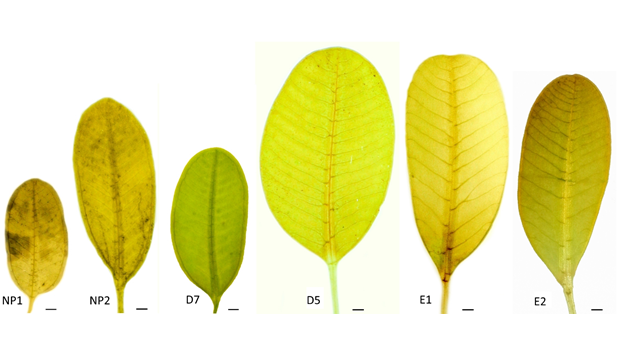Ghi nhận loài cỏ biển Halophila major SL type đặc hữu của vùng biển Thái Bình dương tại vịnh Nha Trang