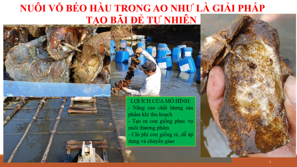 Hình 1: Con giống hàu thu trong ao nuôi vỗ béo