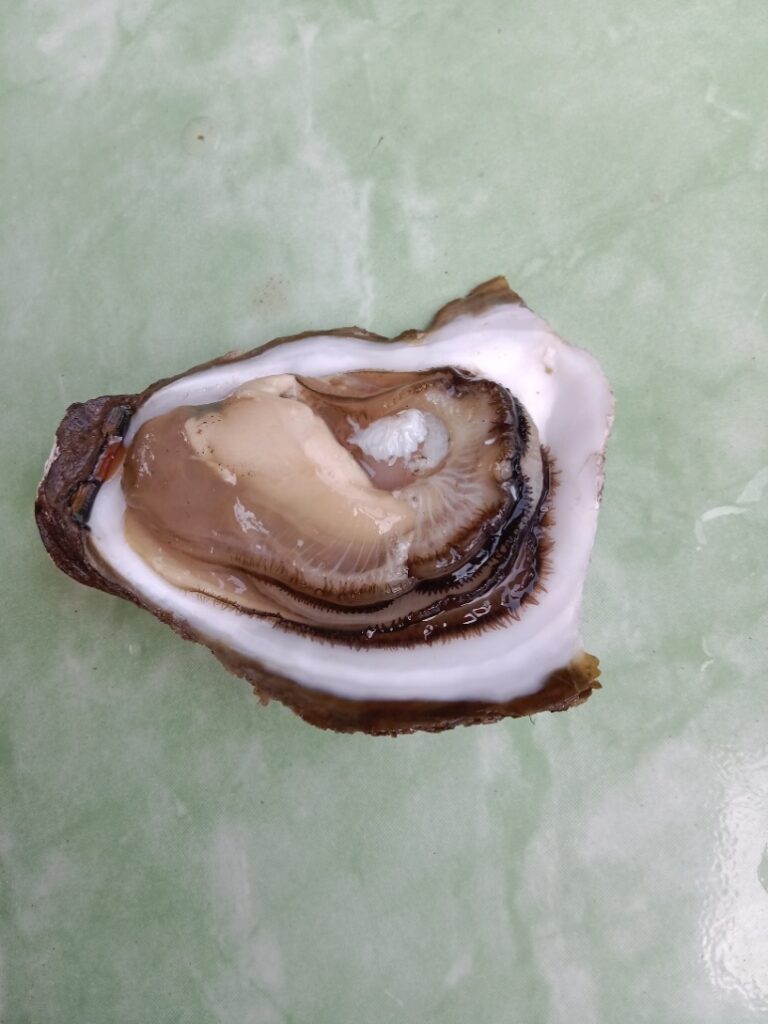 Hình 2: Hàu trước khi nuôi vỗ béo