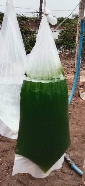 Hình 3: Thức ăn nuôi vỗ béo