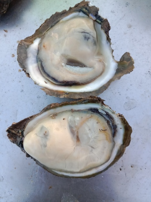 Hình 3: Hàu Sau khi nuôi vỗ béo