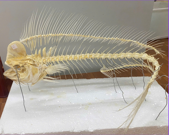 Hình 1. Mẫu xương cá nục heo được chế tác