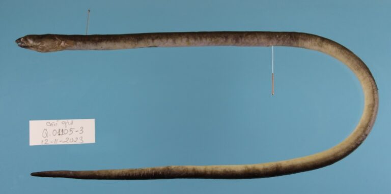 Loài Cá lịch mỡ Ophichthus cuulongensis Vo, Hibino & Ho, 2025