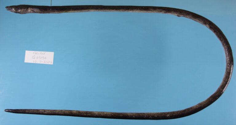 Loài Cá lịch dài lưng đen Ophichthus nguyenorum Vo, Hibino & Ho, 2025