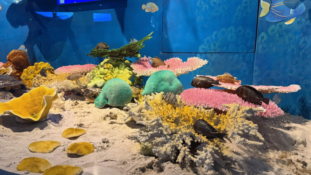 Hình 2. Mẫu vật trưng bày tại Bảo tàng Hải dương học – cơ sở Hòn Chồng (Chủ đề Đại dương kỳ bí).