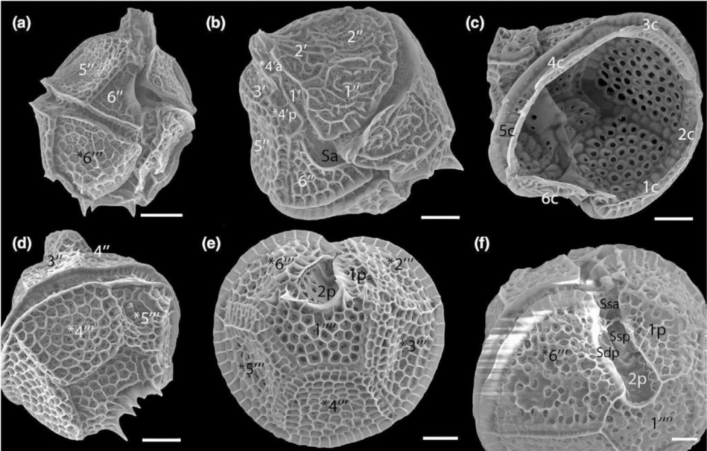 Hình 7: Loài mới Gonyaulax carbonell-mooreae được tìm thấy ở Thuận An, Thừa Thiên – Huế, ảnh chụp dưới kính hiển vi điện tử. Các thanh tỉ lệ = 10µm.